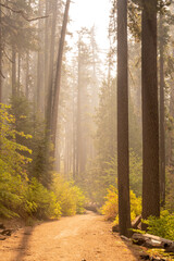 Obraz premium Forest Fire Smoke Fills Forest Along Tuolumne Grove Road