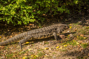 Lagarto Overo
