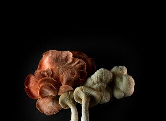 mushroom on black