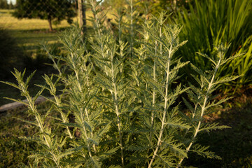 Closeup view of Artemisia afra, also known as African wormwood, green and grey leaves, growing in the park. 