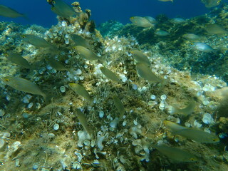 Fototapeta na wymiar Salema porgy (Sarpa salpa) undersea, Aegean Sea, Greece, Halkidiki 