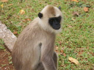 Gulman monkey portrait at Sri Lanka. Sitting monkey. An animal in the wild