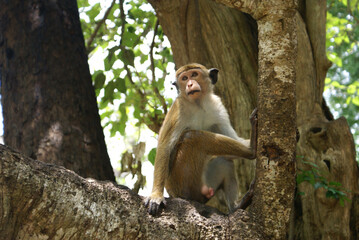 SONY DSCCute monkey sitting on a tree. Monkey portrait at Sri Lanka. An animal in the wild