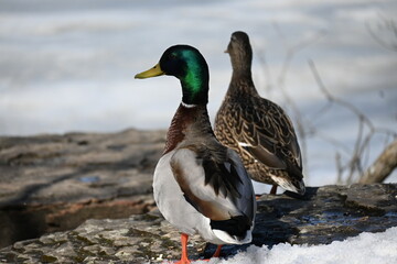 Mallard couple beside a frozen lake
