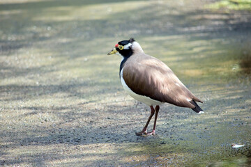 the banded lapwing is looking for food