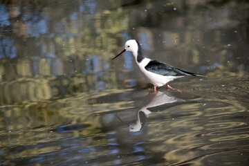 the black winged stilt is a tall skinny black and white bird