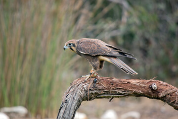 the brown falcon is mainly brown with some white feathers