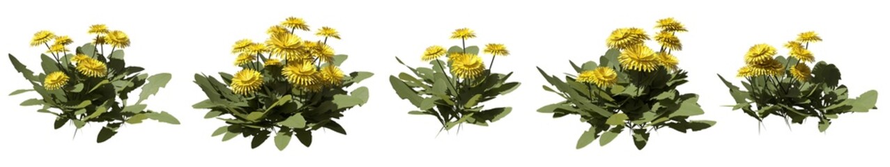 Set of weeds bushes isolated. Dandelion. Taraxacum officinale. 3D illustration
