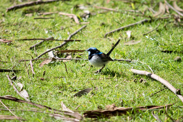 the superb fairy wren is looking for food in the grass