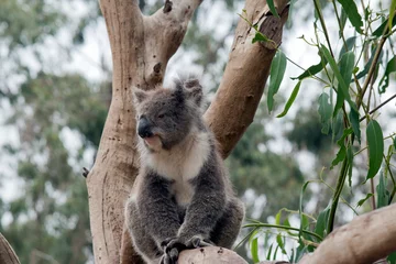 Wandcirkels aluminium the koala has grey and brown fur with a large black nose, pink lower lip and fluffly white ears © susan flashman