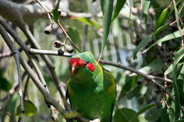 the musk lorikeet is perched on a bush