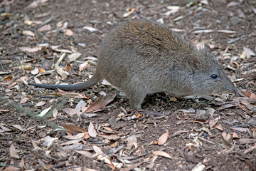 this is a side view of a long nosed  potoroo