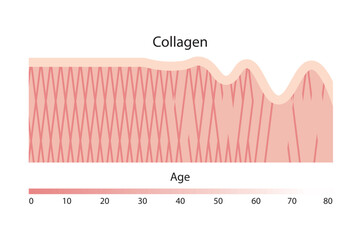 Collagen, a type of protein found in the skin, decreases with aging.