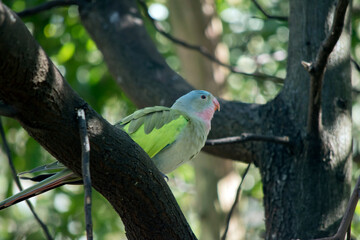 the princess parrot is a colorful bird with a pink beak