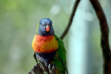 the rainbow lorikeet is a very colorful bird that makes a lovely house pet