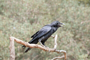 this is a side view of a black raven squawking