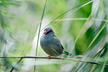 the red browed finch is a grey bird with a red peak and red brow