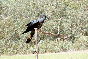 the female red tailed black cockatoo is perched on a branch
