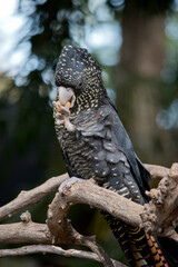 the red tailed black cockatoo has a black body with yellow marking and some red in its tail
