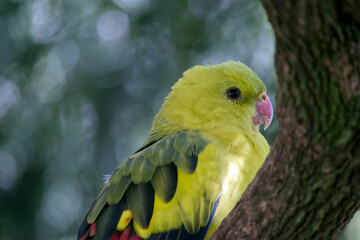 this is a female regent parakeet