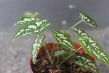 Close-up of a mini pearl caladium plant in a pot on a blurred background. Ornamental plants at home. Used for nature backgrounds.