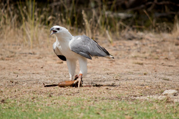 the sea eagle is holding a lore with food stuck in it