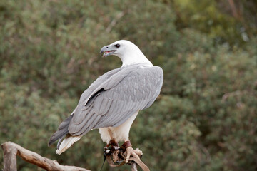 The White-bellied Sea-Eagle is the second largest raptor  found in Australia he is standing on a branch