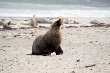 the male sea lion is all grey with a little black