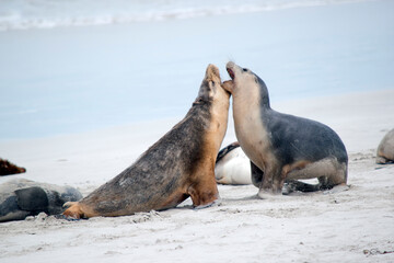 the sea lion pup is grey on the top and white on its bottom