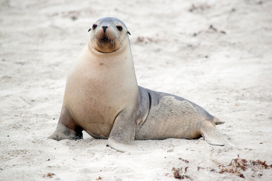 the sea lion pup  is on the beach at seal bay
