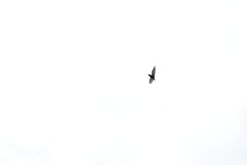 tern