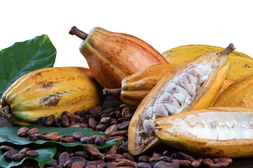 Cut cocoa fruits and raw cocoa beans with defocused cocoa plantation in the background.