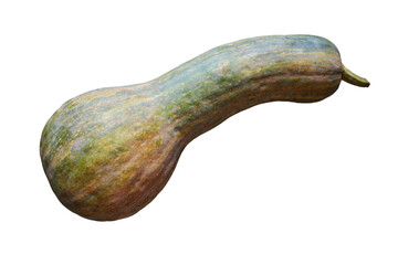 The brazilian sweet pumpkin neck. Isolated on white background.