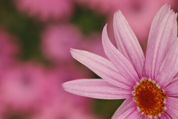 Fototapeta na wymiar close up of pink daisy flower
