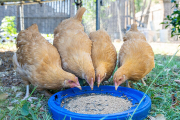 chicken, buff orpington chicken, golden chicken