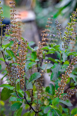 tulsi plant.