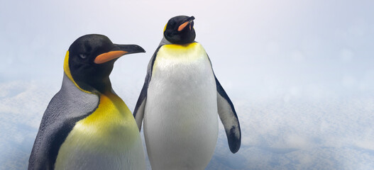 King penguins on blue snow background