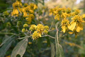 Fall Flowers