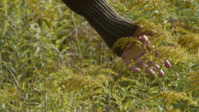 A woman's hand gently touches a meadow flower. Solidago spectabilis.