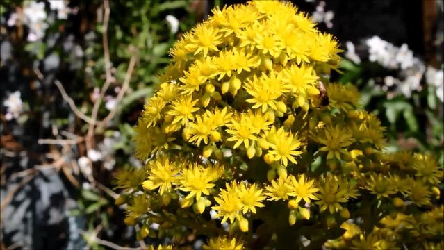 Western Honey Bees (Apis mellifera) collecting nectar from Aeonium arboreum 'Atropurpureum' flowers