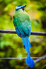 Andean motmot (Momotus aequatorialis) tropical colourful bird barranquero andino passerine