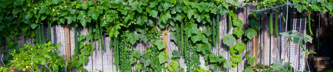 Panoramic view of organic  luffa gourd climbing up the chicken wire mesh in a Chinese vegetable backyard garden