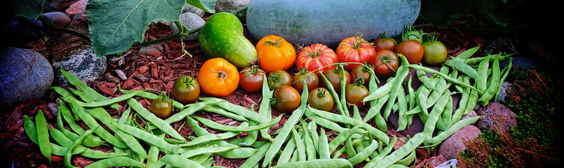 Web banner of autumn harvest of produce in the vegetable garden