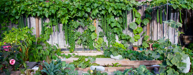 Panoramic view of organic Chinese luffa gourd climbing up the chicken wire mesh in the backyard garden