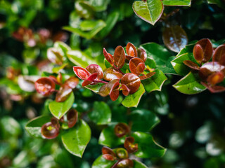 red and green leaves