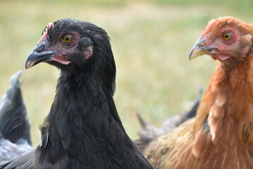 chicken face