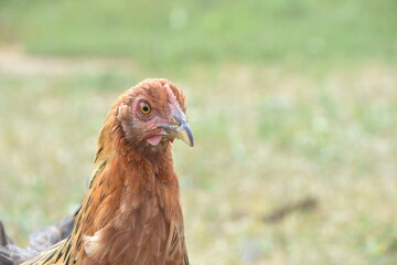chicken face