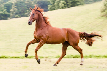 Obraz na płótnie Canvas red chestnut race horse in motion in field