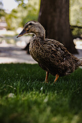duck in the park