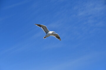 飛んでいるウミネコ